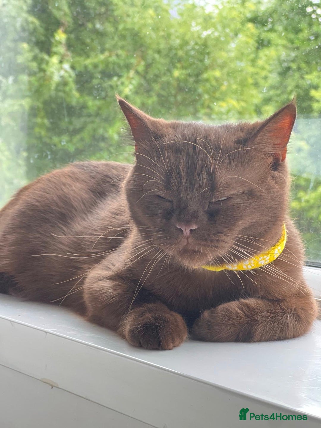 British Shorthair cats for sale: 🐾 Purebred British Shorthair Female Solid Choco - Image 4