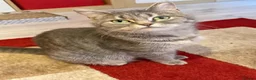 Mixed Breed cats for sale: Ragdoll x grey tabby  - Advert 1