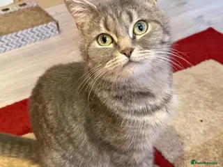 Mixed Breed cats Ragdoll x grey tabby - Advert 2