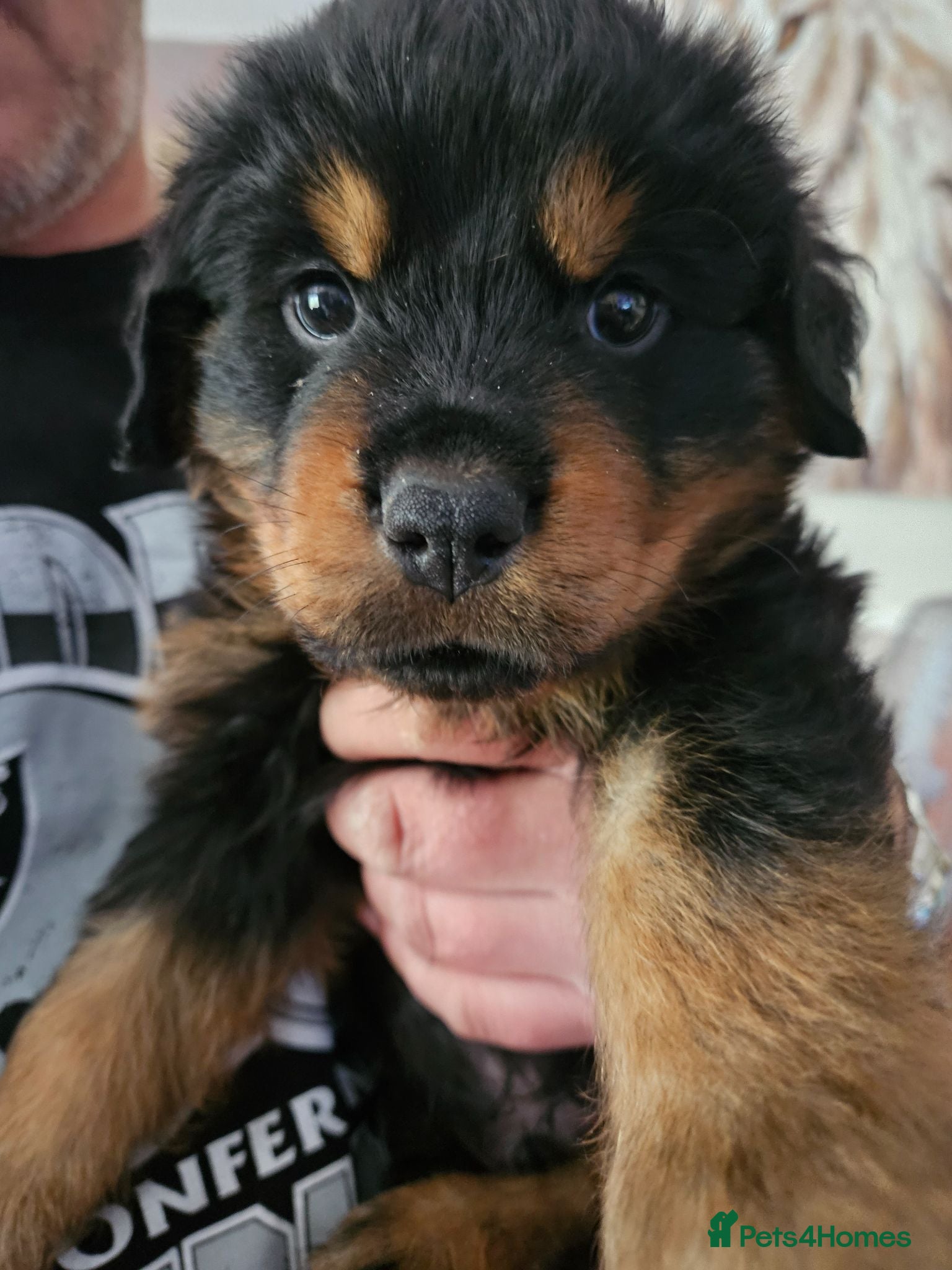 Rottweiler dogs Last male rottweiler pup need forever homes - Advert 2