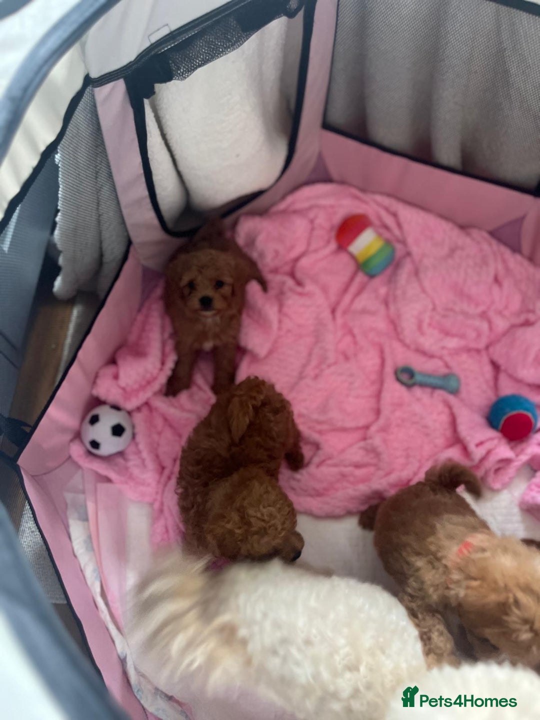 Maltipoo dogs for sale: 💫Tiny Red Boys Available Now💫 - Image 32