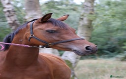 Arabian horse horses for sale: 67% stunning part arab mare prolific in hand - Image 2