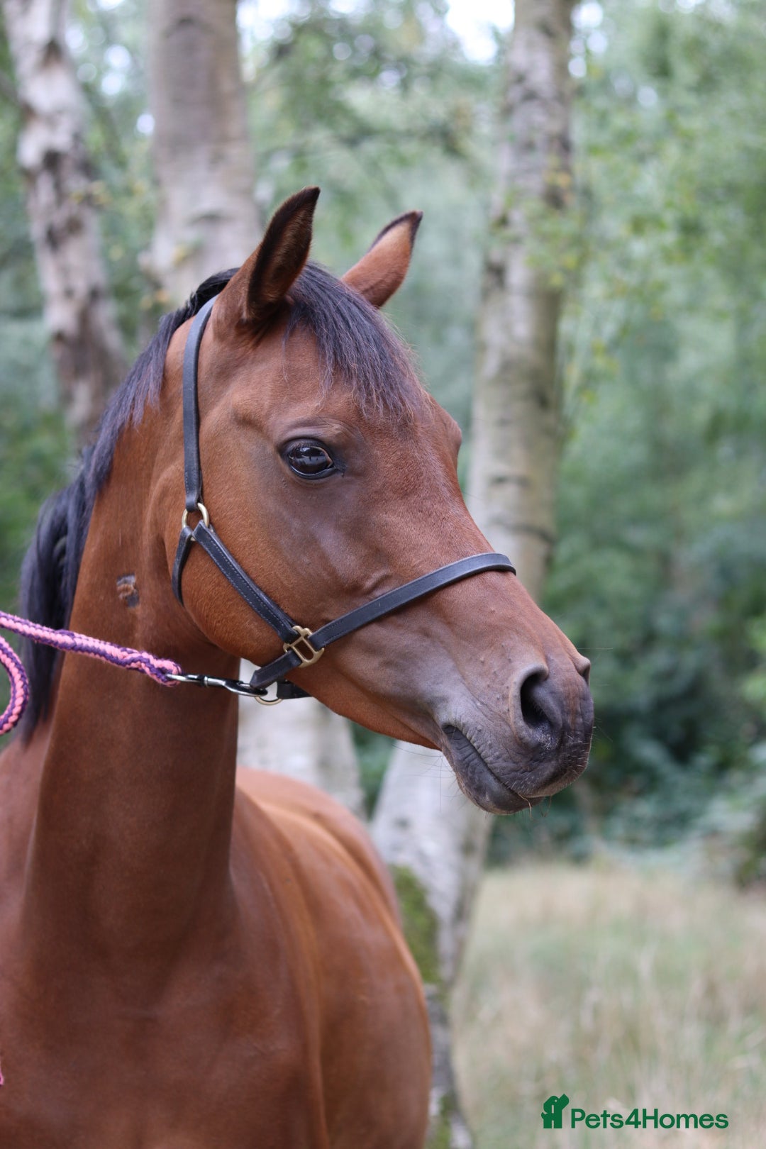Arabian horse horses for sale: 67% stunning part arab mare prolific in hand - Image 2