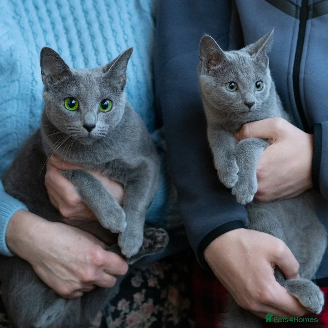 Russian Blue cats for sale: Adorable Russian Blue Kitten. TICA. - Advert 10