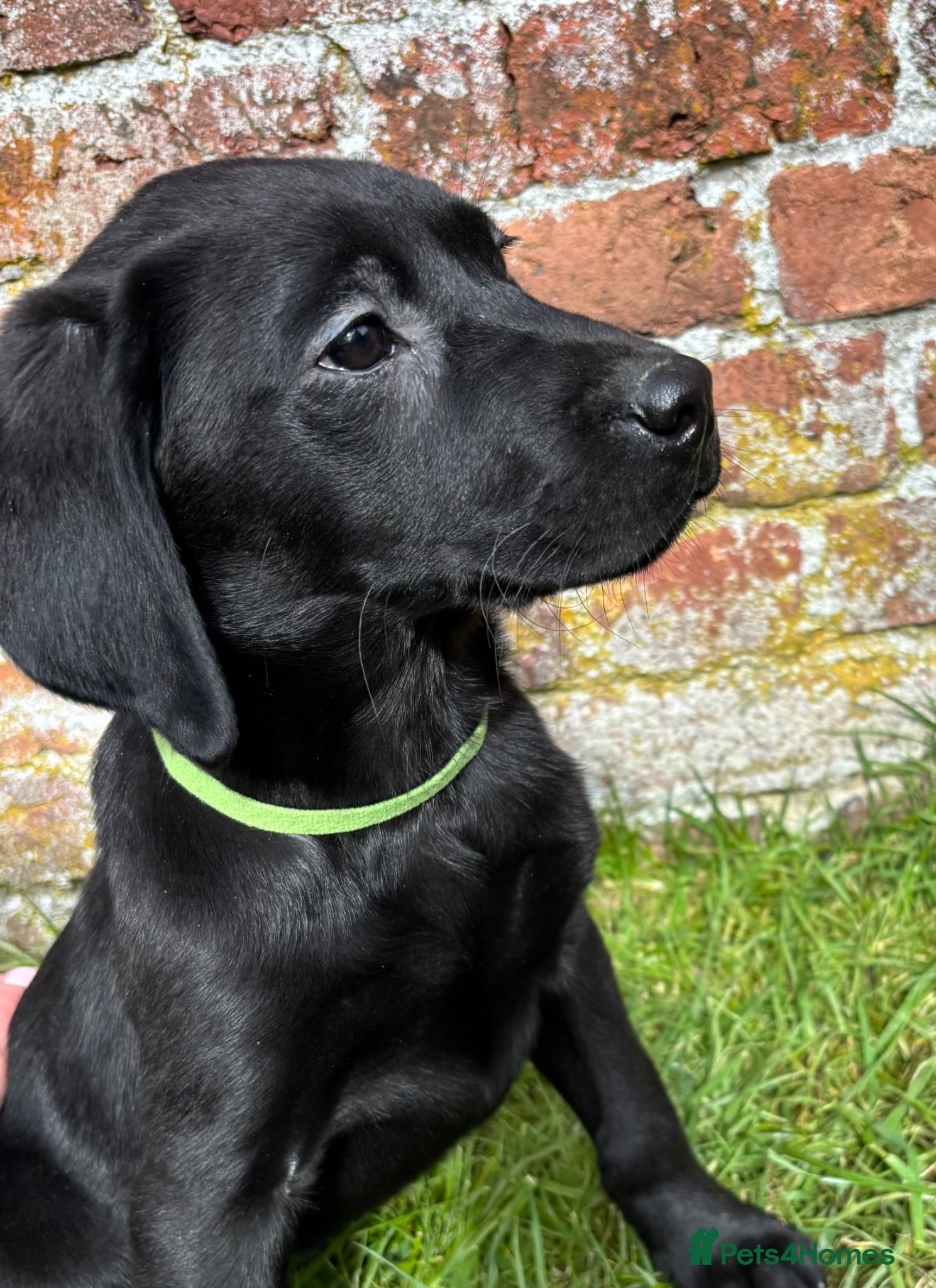 Labrador Retriever dogs KC Registered Labradors DNA Tested Hip Scored - Advert 11