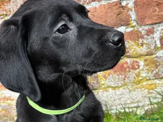 Labrador Retriever dogs KC Registered Labradors DNA Tested Hip Scored - Advert 9