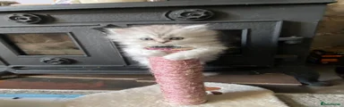 Persian 3