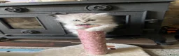 Persian cats for sale: Stunning Persian Chinchilla Kittens - Lancashire. - Advert 21
