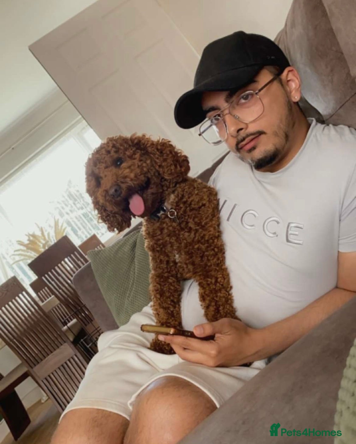 Miniature Poodle dogs Miniature Poodle (Red) STUD  in Kirkcaldy - Advert 18