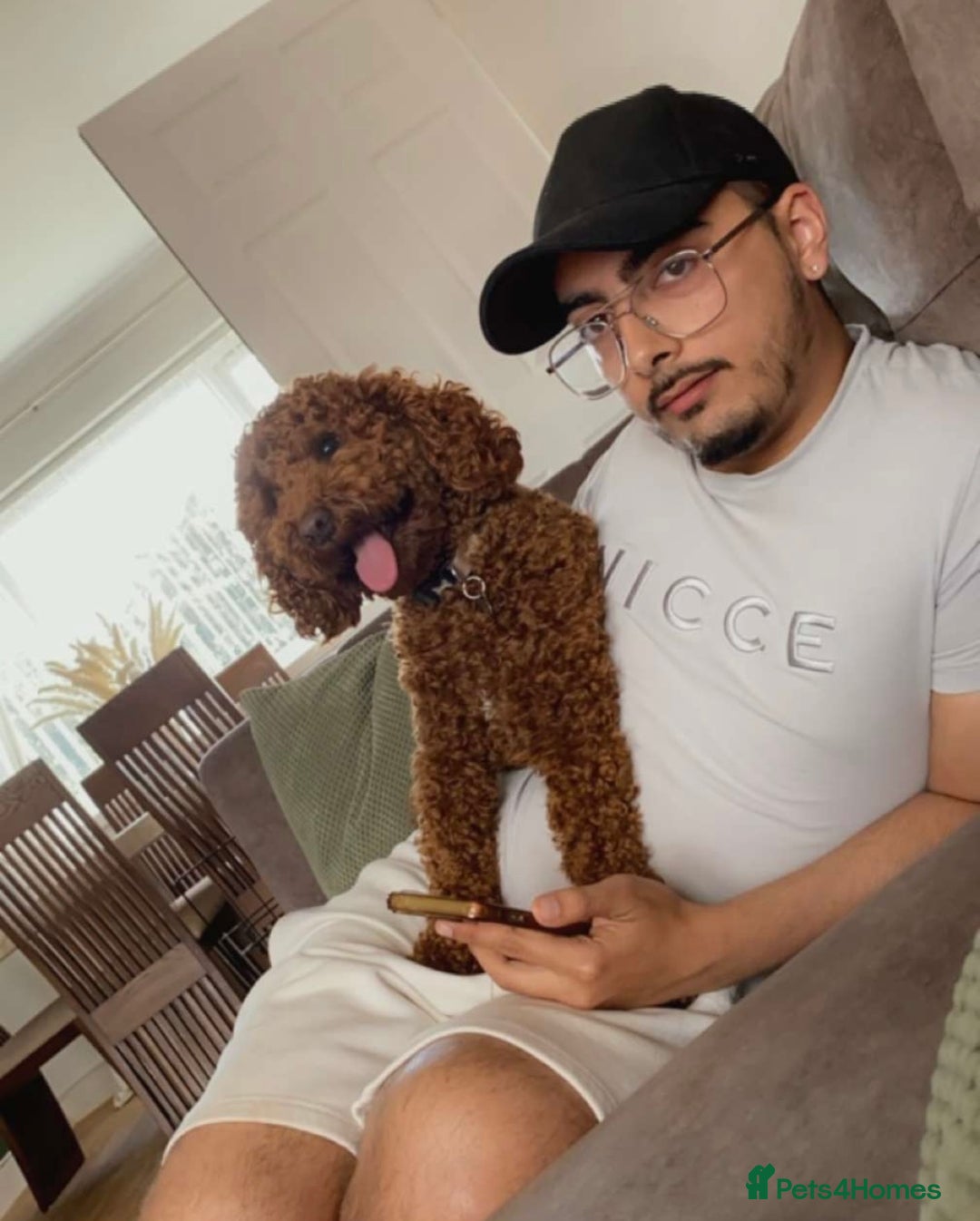 Miniature Poodle dogs for stud: Miniature Poodle (Red) STUD  in Kirkcaldy - Advert 1