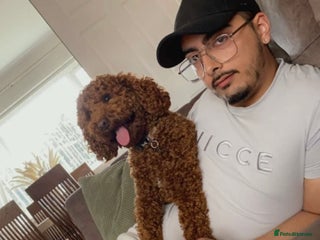 Miniature Poodle dogs in Kirkcaldy - Advert 29