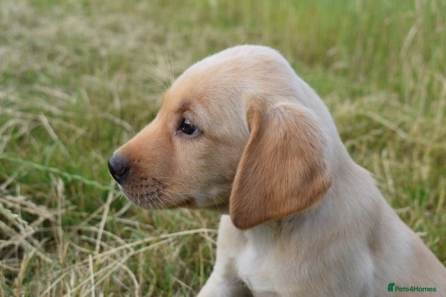 Labrador Retriever dogs Stunning Working Pedigree Labrador Puppies  - Advert 7