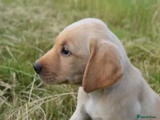 Labrador Retriever dogs Stunning Working Pedigree Labrador Puppies - Advert 2
