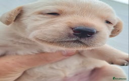Labrador Retriever dogs for sale:  Beautiful, bouncing Pedigree Pups - Image 14