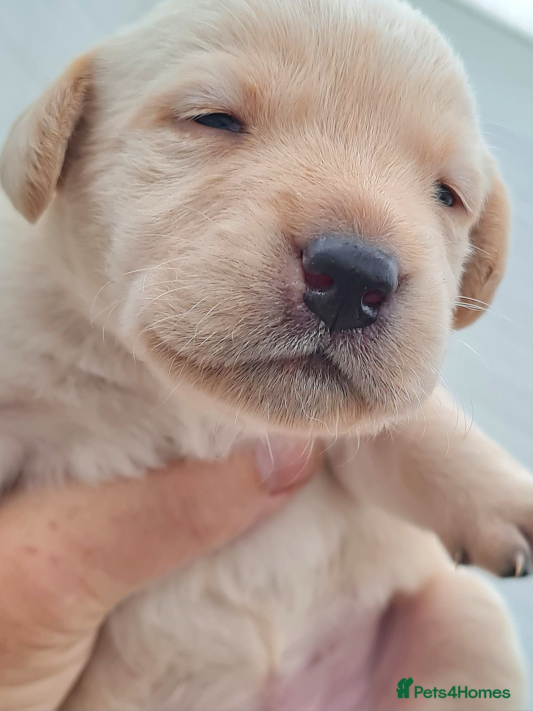 Labrador Retriever dogs for sale:  Beautiful, bouncing Pedigree Pups - Image 14