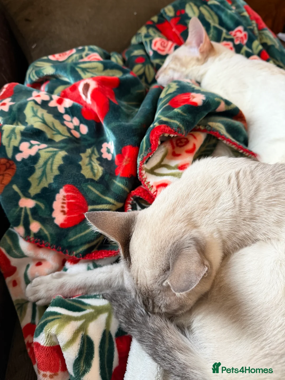 Siamese cats for sale: Siamese kitten  - Advert 5