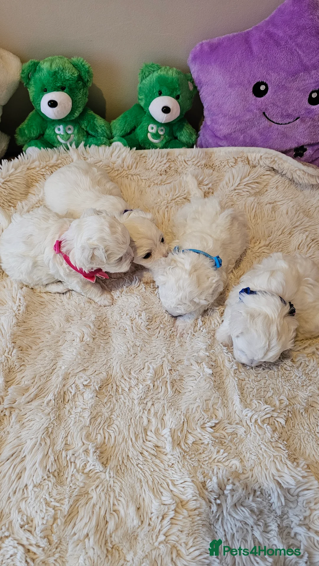 Bichon Frise dogs for sale: ♥️Fluffy Bichon Frise puppies♥️ - Advert 3