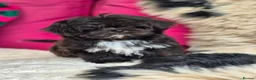 Shih Tzu dogs for sale: Amazing Small Imperial Shih tzu Puppies READY NOW - Advert 3
