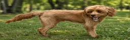 Cavapoo dogs for stud: F1 Cavapoo Proven Stud - Extensively Health Tested - Advert 7