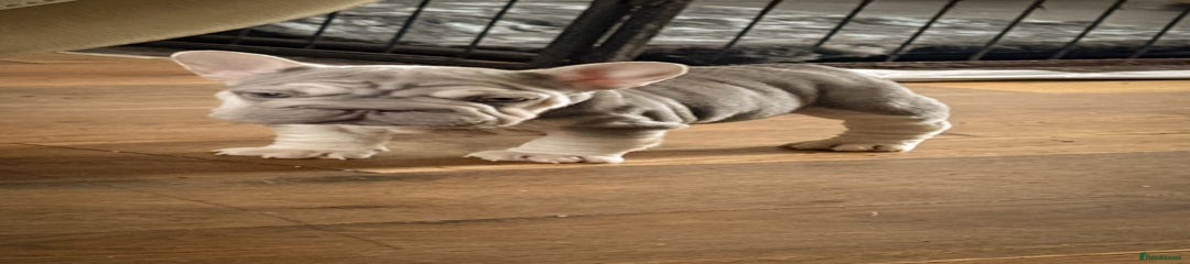 French Bulldog Puppy 4