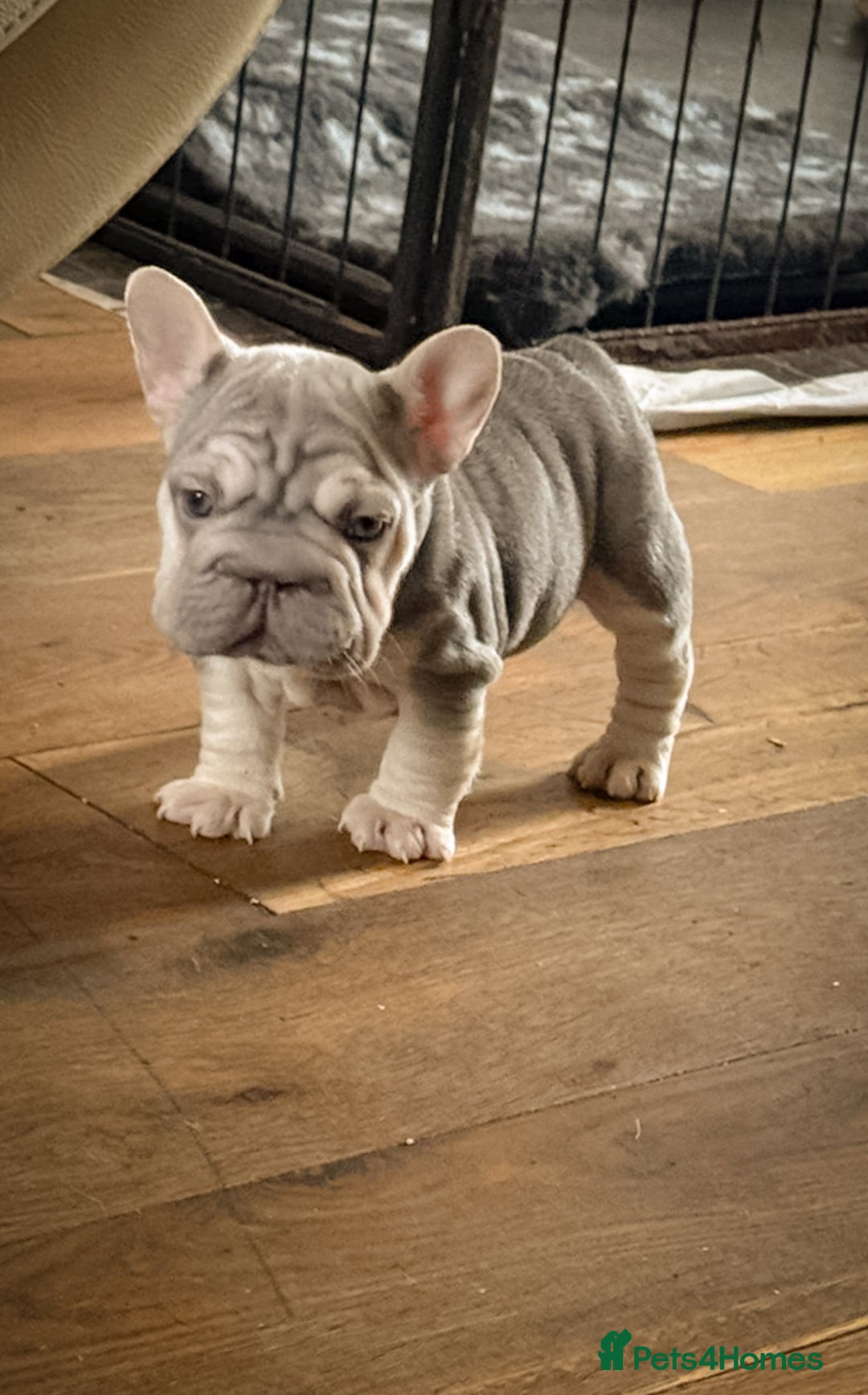 French Bulldog dogs for sale: Your next best friend  - Image 2