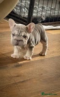 French Bulldog dogs - Advert 2