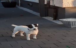 Mixed Breed dogs for sale: 💖 Double trouble 2 gorgeous jack Russell boys 💖 - Advert 7