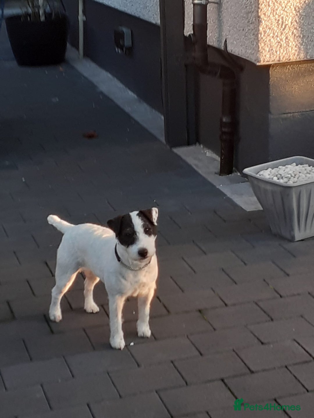 Mixed Breed dogs for sale: 💖 Double trouble 2 gorgeous jack Russell boys 💖 - Advert 7