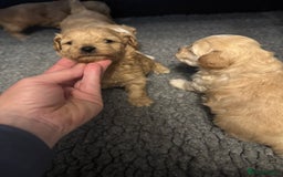 Maltipoo dogs for sale: Teddy bear maltipoo puppies  - Image 4