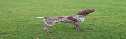 German Shorthaired Pointer dogs for sale: German Shorthaired Pointer. Male. 5 years old - Advert 2