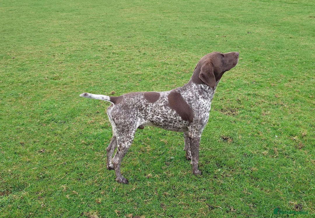 German Shorthaired Pointer dogs for sale: German Shorthaired Pointer. Male. 5 years old - Advert 2