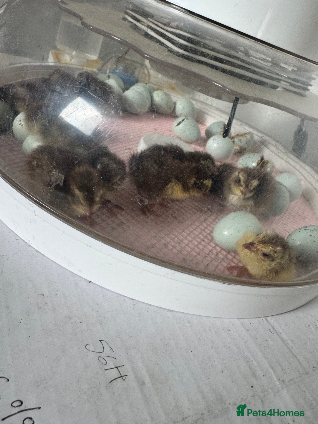 Mixed Breed birds for sale: Day old quail chick  - Image 3