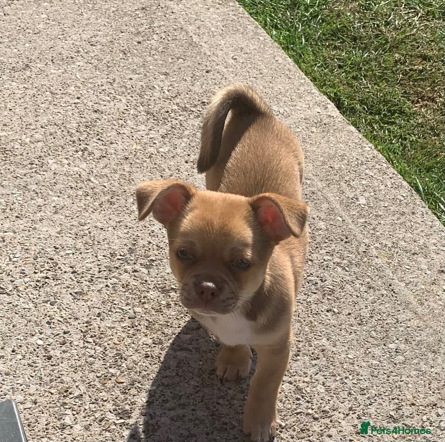 Chihuahua dogs Stunning chihuahua chunky little boy - Advert 9