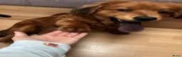 Mixed Breed dogs for sale:   Coco in York - Advert 4