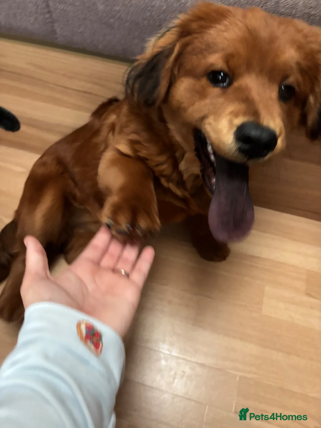 Mixed Breed dogs for sale:   Coco in York - Advert 4