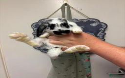 Mixed Breed rabbits for sale: 4 baby rabbits  - Image 7