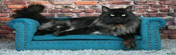 Maine Coon cats for stud: 2 XL Proven Studs 1 of them is a Tica Champion   in Royston - Advert 17