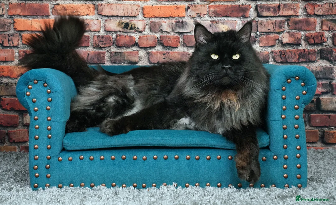 Maine Coon cats for stud: 2 XL Proven Studs 1 of them is a Tica Champion   in Royston - Advert 17