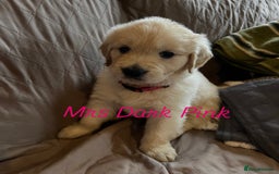 Golden Retriever dogs for sale: Adorable pedigree Golden Retriever puppies  - Image 9