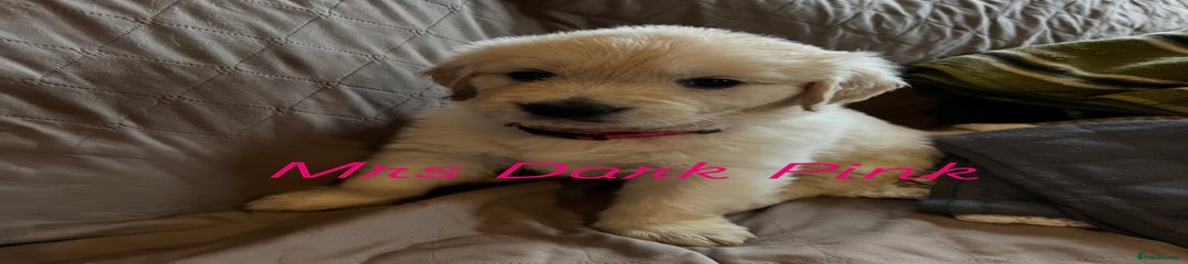 Golden Retriever Puppy 1