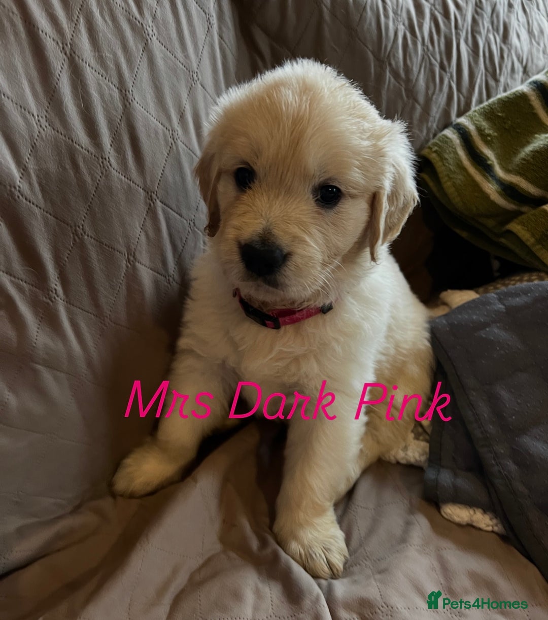 Golden Retriever dogs for sale: Adorable pedigree Golden Retriever puppies  - Image 9