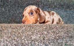 Miniature Dachshund dogs for sale: 💜Extra miniature chocholate dapple daschunds💜  - Image 11