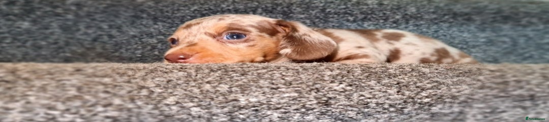 Miniature Dachshund Puppy 3