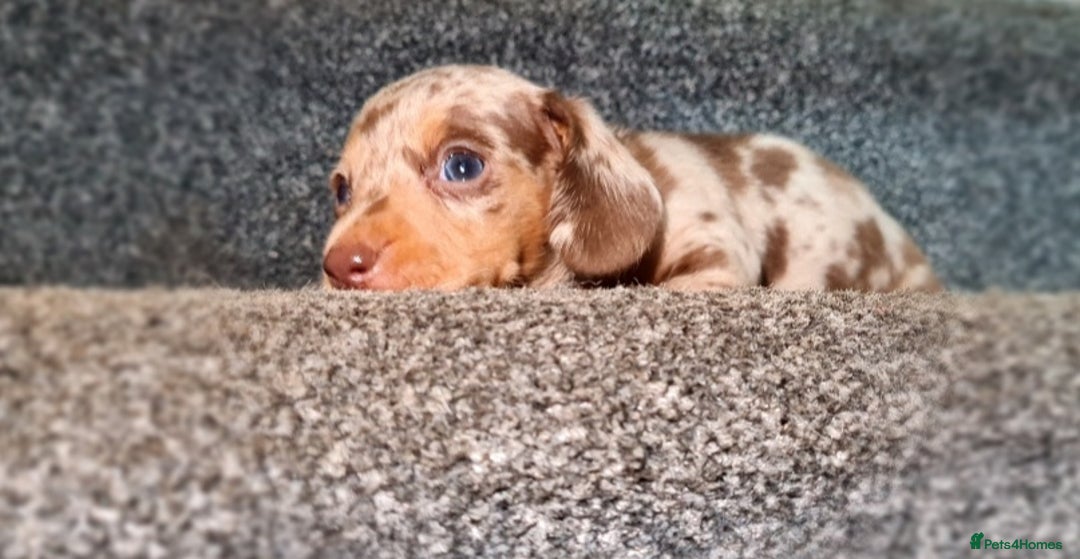 Miniature Dachshund dogs for sale: 💜Extra miniature chocholate dapple daschunds💜  - Image 11