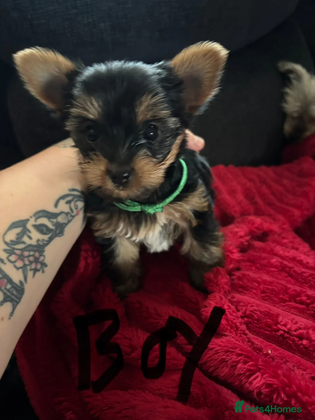 Yorkshire Terrier dogs for sale: Beautiful Yorkie puppies  - Advert 2