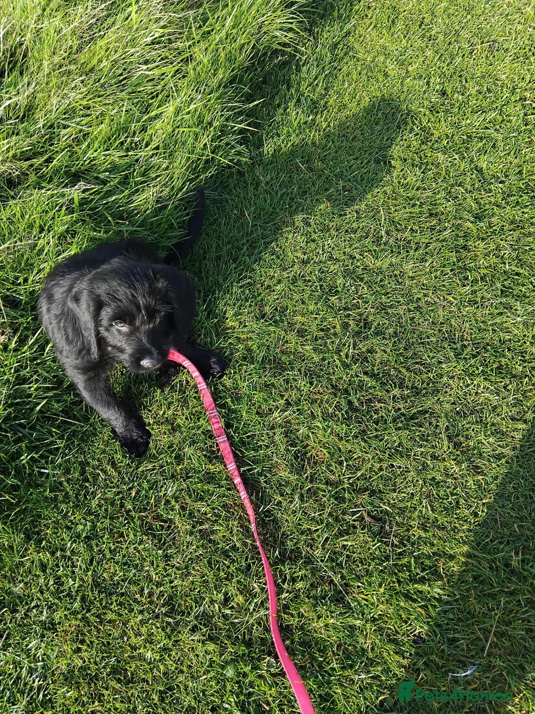 Labradoodle dogs for sale: Labradoodle puppy  - Advert 2
