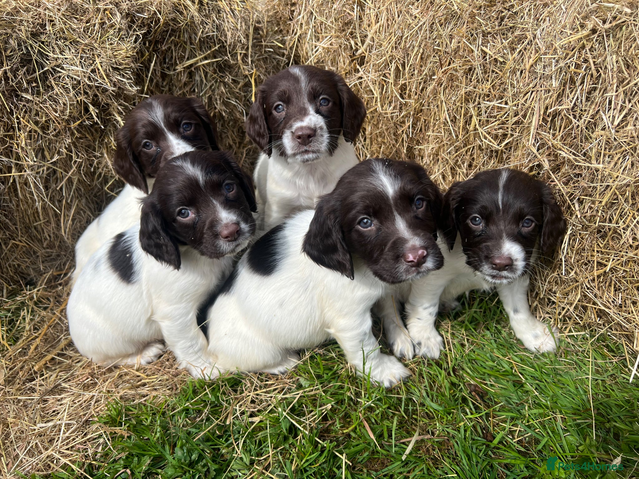 English Springer Spaniel dogs Traditional English Springer Spaniels  - Advert 1
