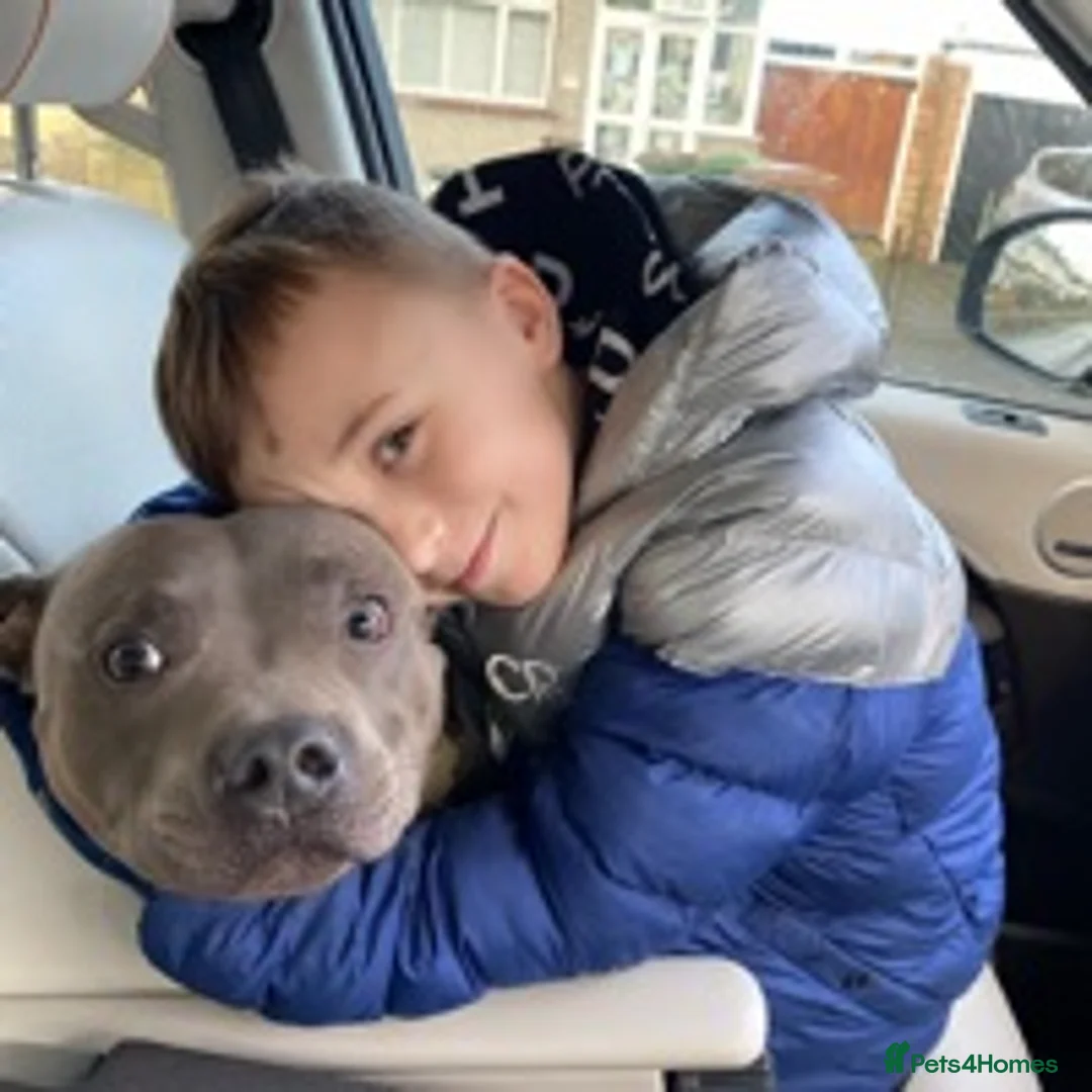 Staffordshire Bull Terrier dogs for stud: Stud dog stunning blue KC registered  in Westerham - Advert 6