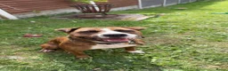 Mixed Breed dogs for sale: 2 year old staffyxbullmastif - Advert 2