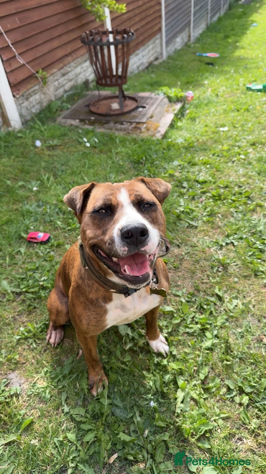 Mixed Breed dogs for sale: 2 year old staffyxbullmastif - Advert 2